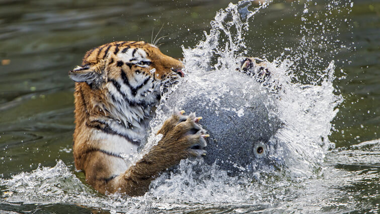 Tiger Playing With Water