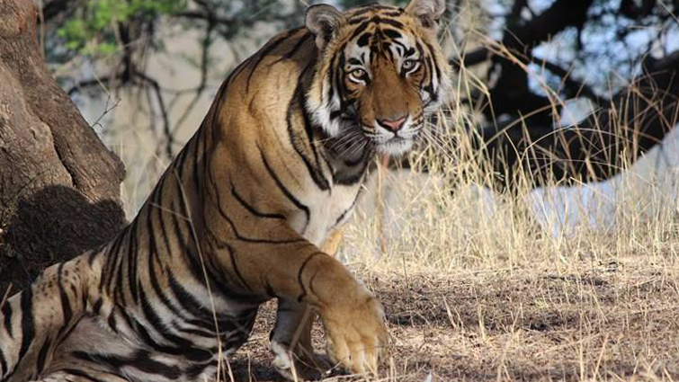 The Art of the Wild: Fascinating Facts About the Tiger