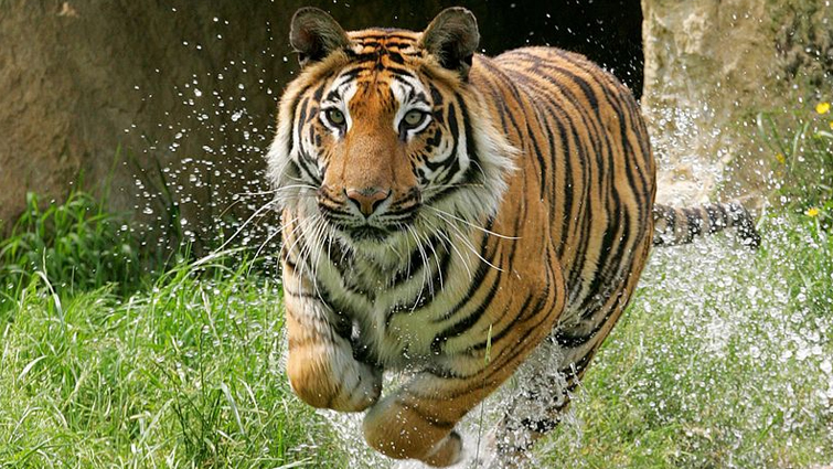 Tiger Sprint