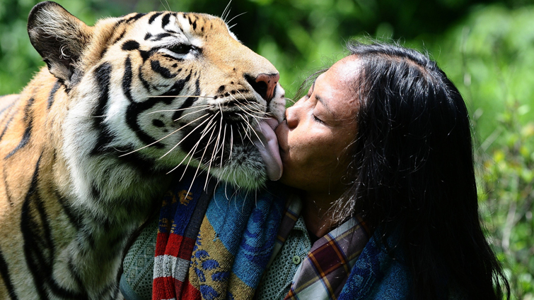 Tiger and human love