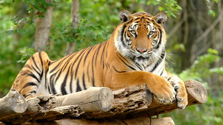 Tigers can imitate the call of other animals