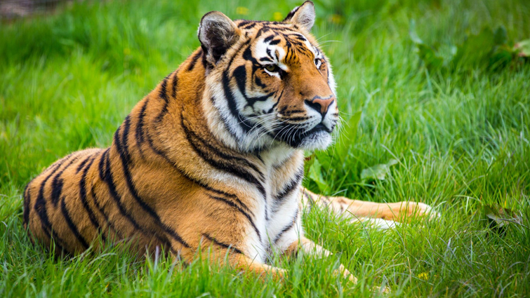 Tiger sitting on Grass