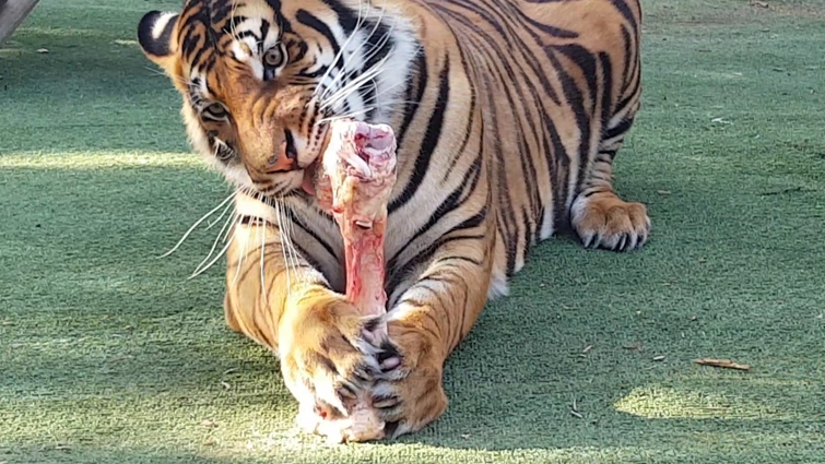 Tiger's Diet