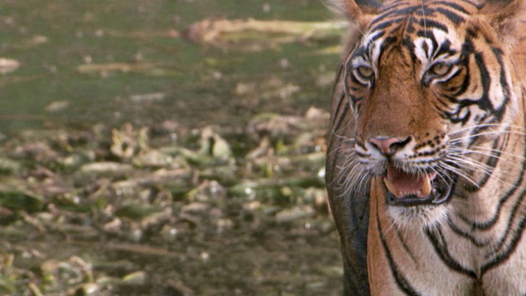 Tigers Urine Smell like Buttered Popcorn