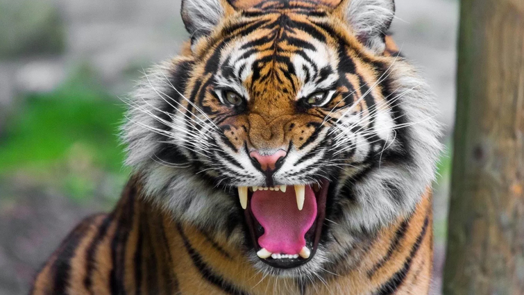 Tigers have Antiseptic Salaiva