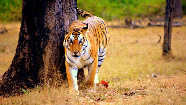 Tigers - largest amongst other wild cats