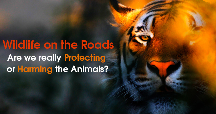 Wildlife on the Roads Are we really harming or protecting them