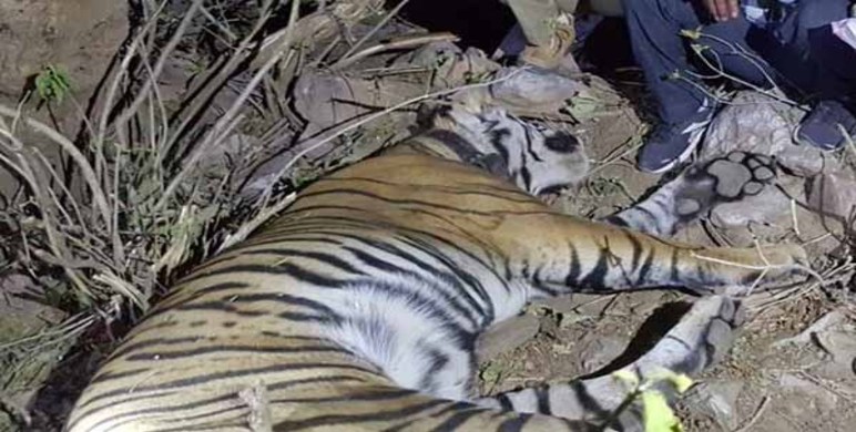 Sariska ST-11 Tiger Died