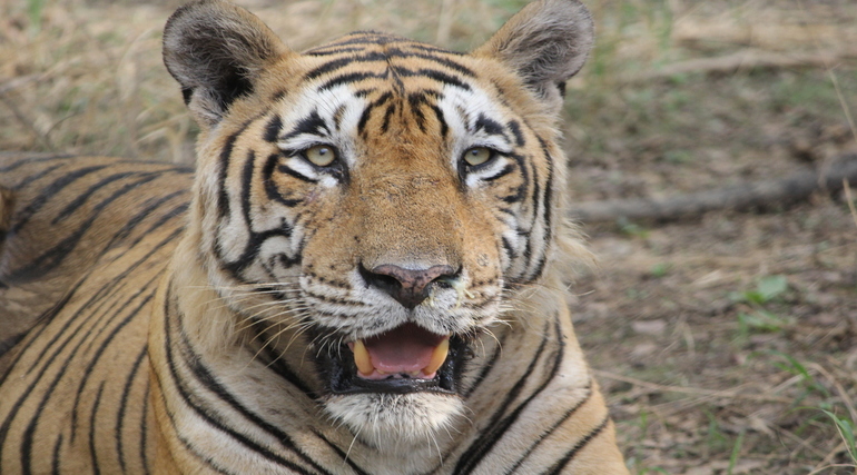 Star Male T-28 Tiger Ranathambore