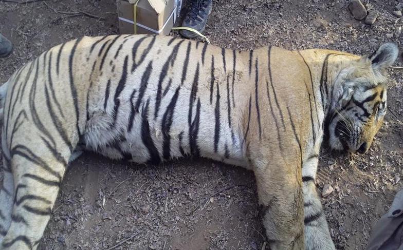 T-28 Died in Ranthambore