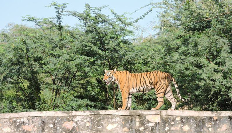 Ranthambore's-Tigress-T-83