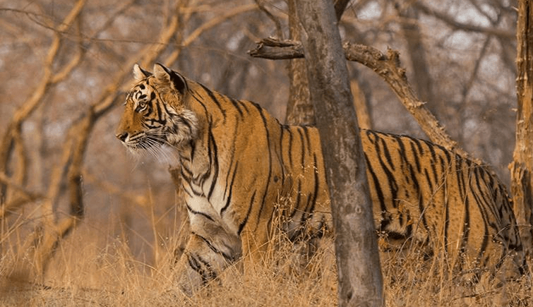 T-83 in Ranthambore National Park