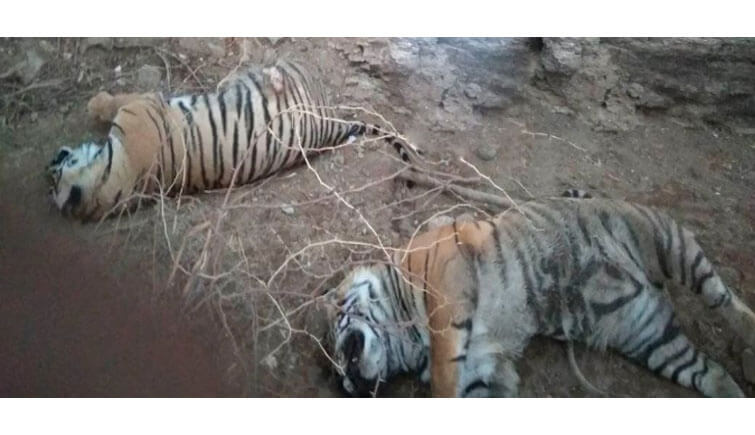Tiger Cubs Killed
