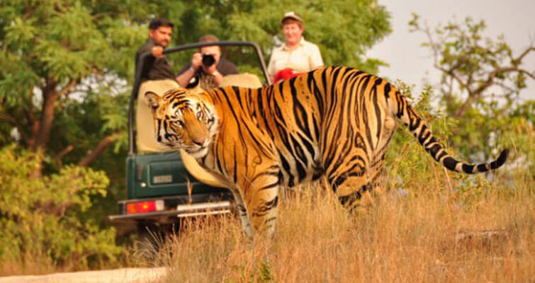 Stay Jeep Wildlife Safari