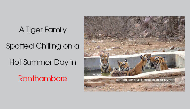 Tiger Family Spotting Ranthambore