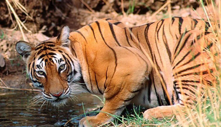 Ranthambore Tiger