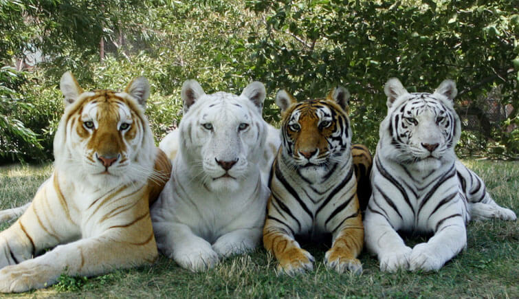 Tiger Breeds in India