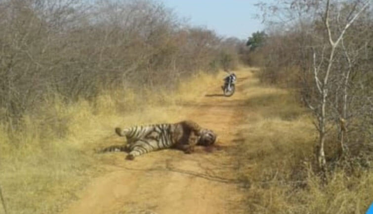 Pacman Tiger T-85 Ranthambore