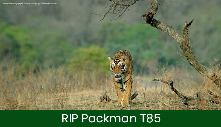 Tiger T-85 Ranthambore