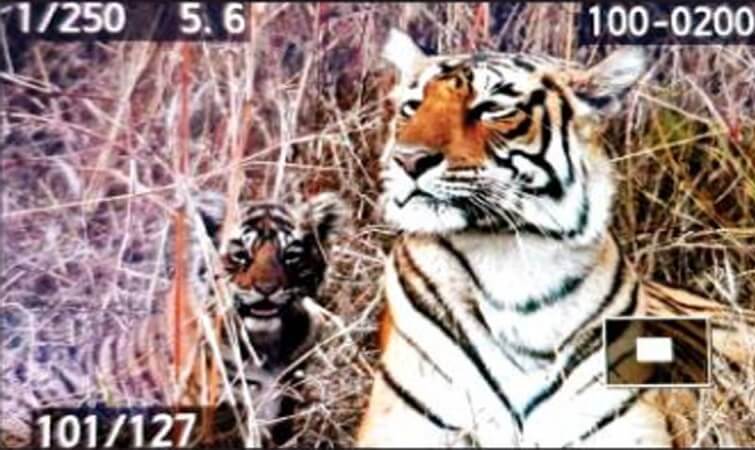 Tigress T-84 with her cubs