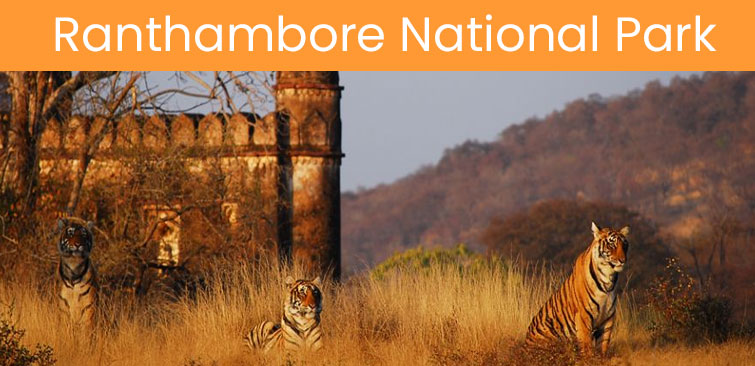 Image result for ranthambore national park