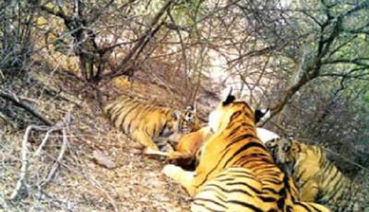 Tigress t-69 with her cubs