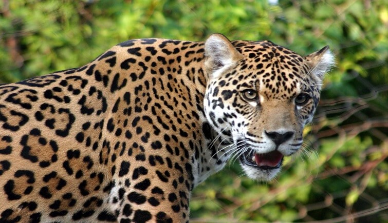 Leopard Conservation