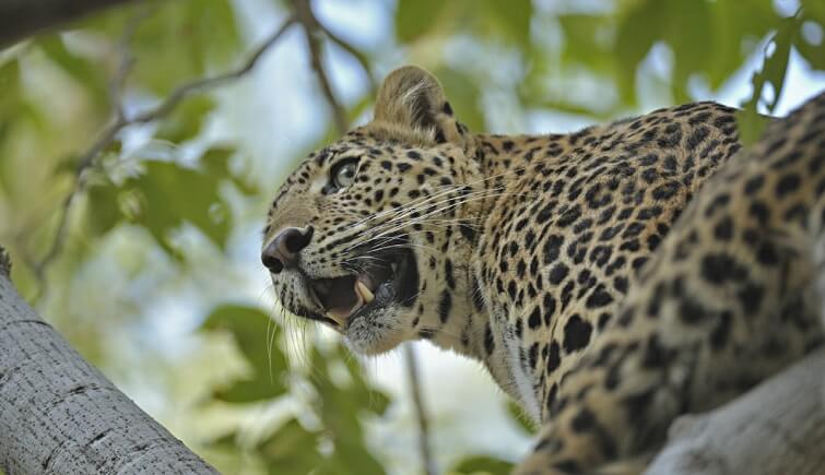 Leopard in India