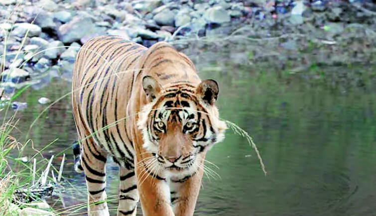 Ranthambore Tiger