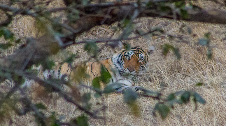 Sleeping Tiger Ranthambore