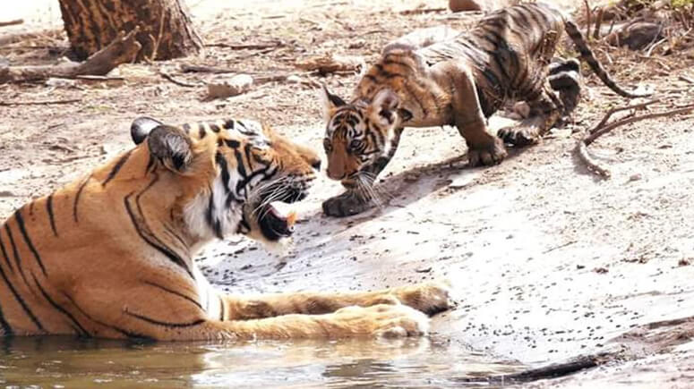 Tigress T-73 with Cub