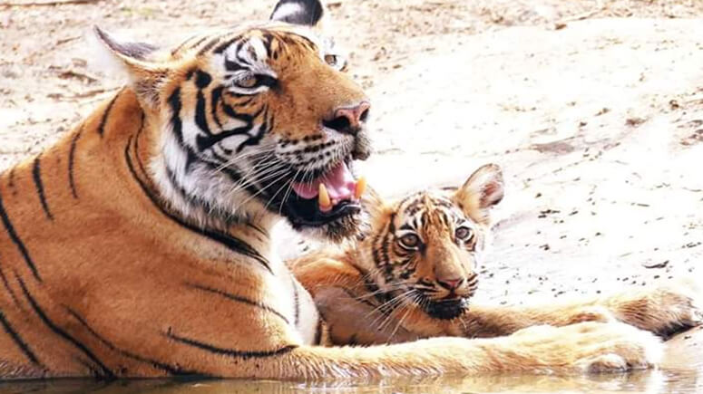 Tigress T-73 with her Cub