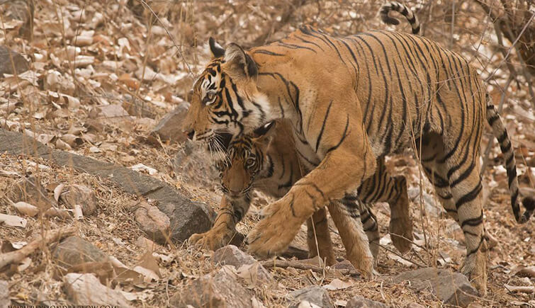 See How A Tigress Saved Her Cub From The Tiger In Ranthambore National Park 