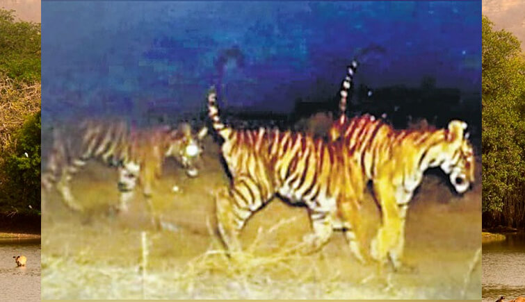 Tigress T73 in Ranthambore