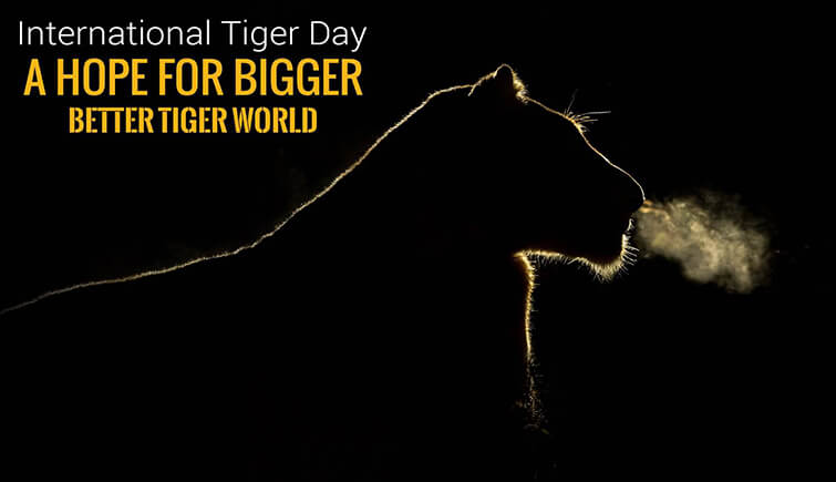 About Global Tiger Day