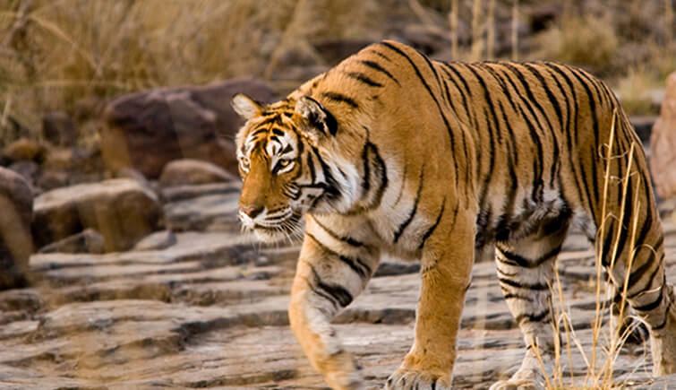 Machali- the tigress