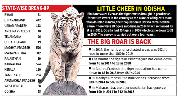 India- Home to 2,967 Tigers: Says Census Revealed on Global Tiger Day |  Wildlife News