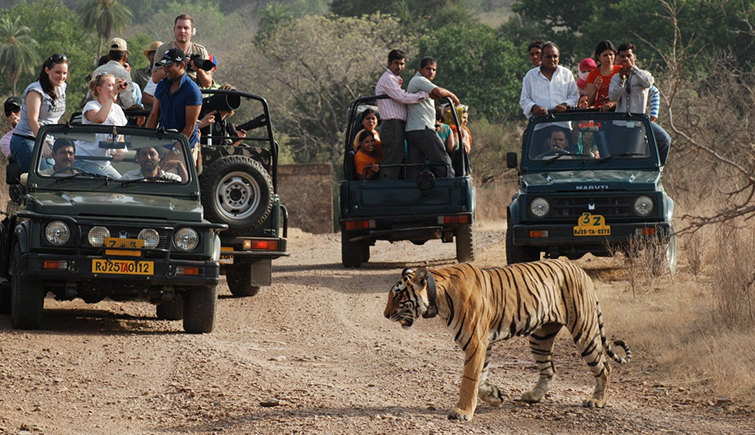 Ranthambore National Park