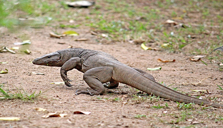 Bengal Monitor Lizards