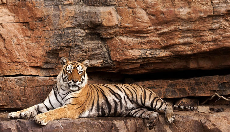 slattery Machli tigress ranthambore