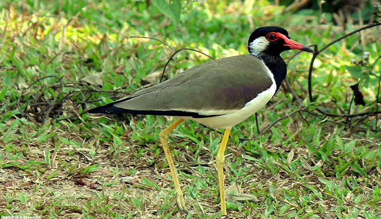 Red Wattled Lapwing