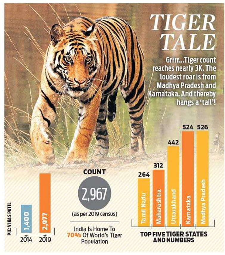 Good news! Tiger population in Uttarakhand sees a 314% jump: Here's why it  happened - Times of India