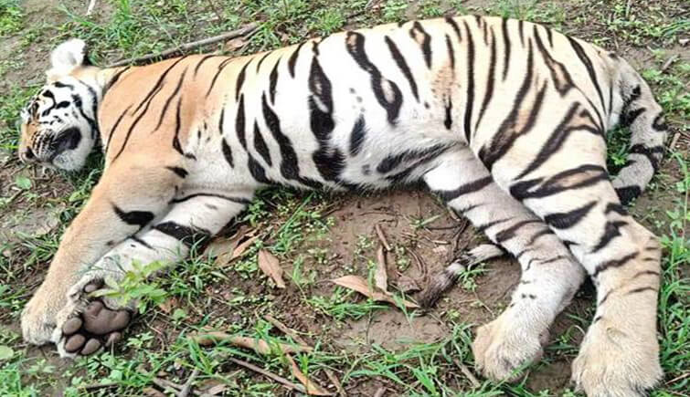 tigress poisoned tadoba