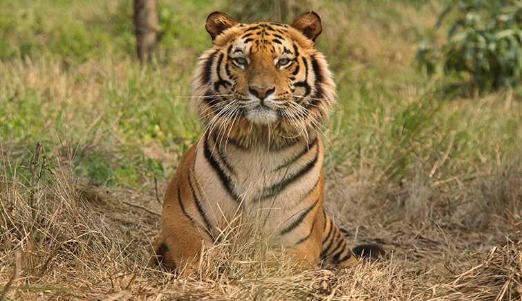 Ranthambore Tiger T-104