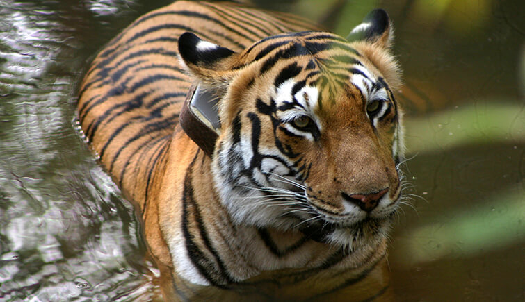 Tiger T-104 Ranthambore