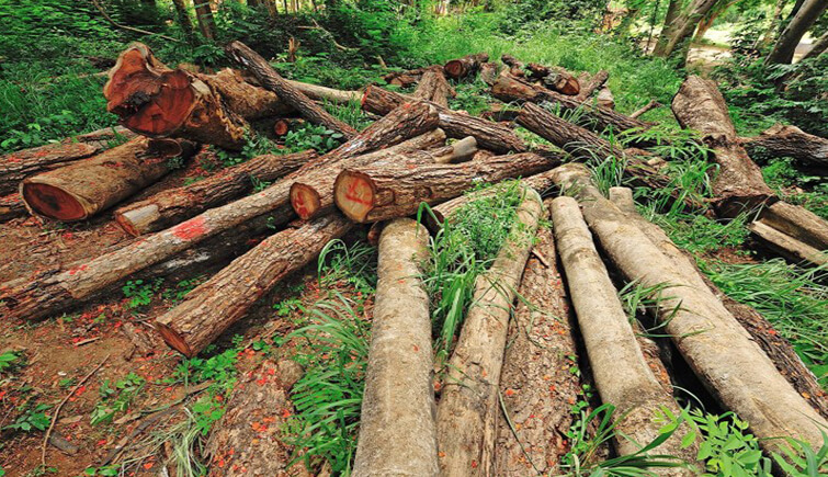 illegal deforestation in Thailand