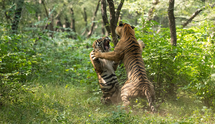 Tigers T57 and T58 Fight Roar