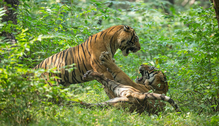 Tigers T57 and T58 Fight caught Camera