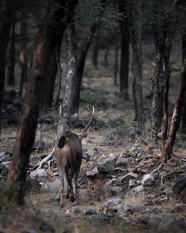 Barahsingha Ranthambore