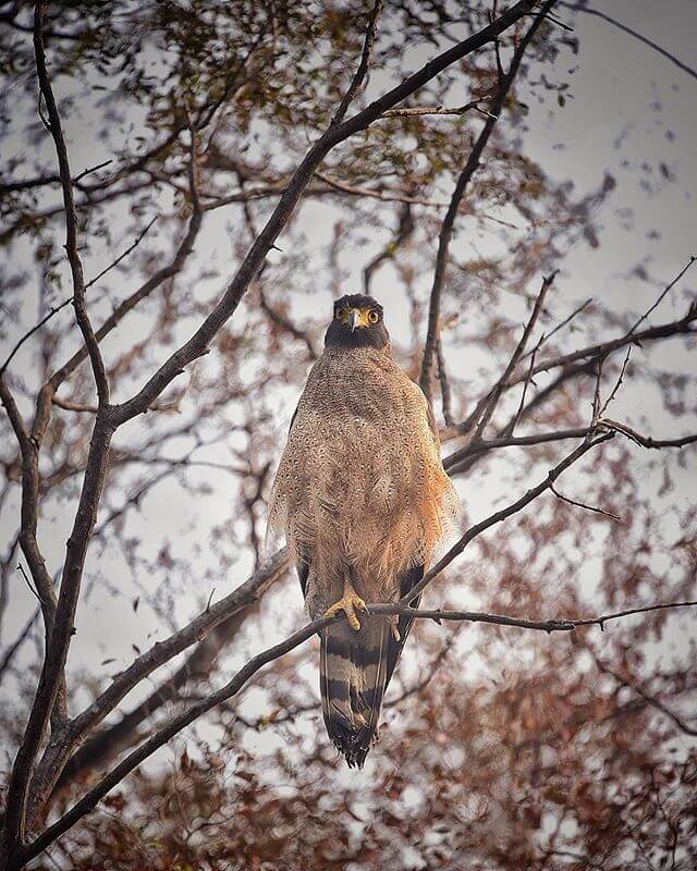 Birding in Ranthambore